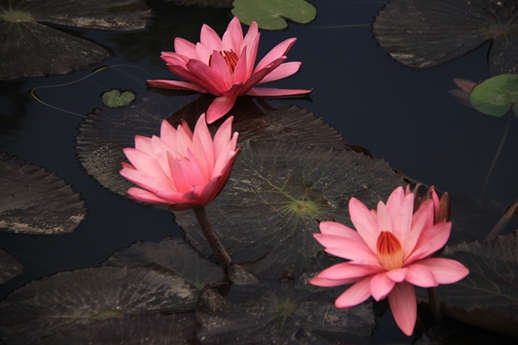 Z6·尊龙凯时「中国区」官方网站